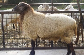 ظرفیت صادرات ۱.۵ میلیون راس دام سبک در کشور وجود دارد