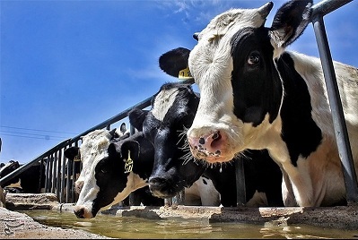 امتناع یک واردکننده بزرگ از تحویل نهاده‌های وارداتی به دامداران
