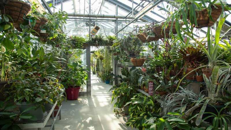 
سرپرست دفتر امور گلخانه و گیاهان زینتی وزارت جهادکشاورزی خبر داد؛