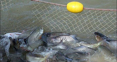 افزایش ۴۰ درصدی صادرات محصولات کشاورزی از بندرلنگه