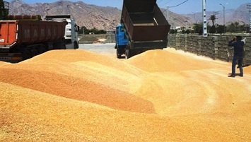 78 هزار میلیارد ریال اعتبار برای خرید گندم داخلی تصویب شد
