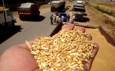 خرید گندم مازاد بر نیاز کشاورزان از ۲ میلیون تن گذشت
