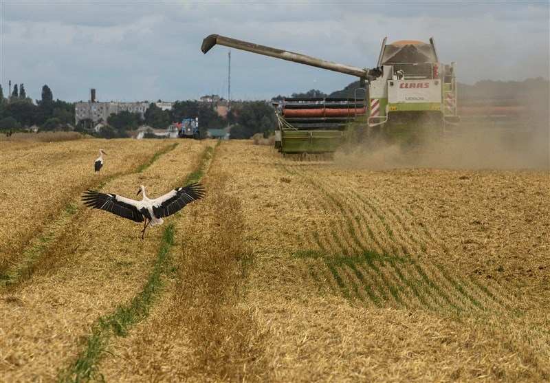 روسیه: صادرات غلات امسال به بیش از ۵۵ میلیون تن می‌رسد
