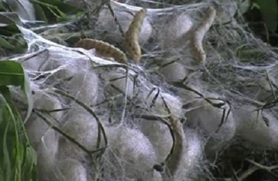 پیش‌بینی تولید ۱۴۰۰ تن پیله ابریشم در کشور/تولید 45 درصد رشد کرد
