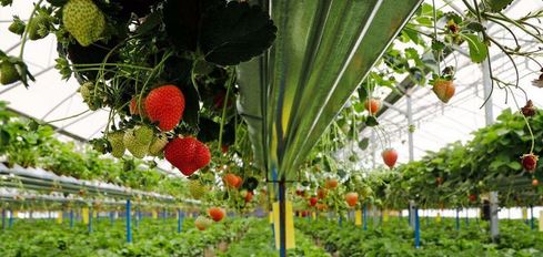 صادرات سه هزار تنی محصولات گلخانه‌ای از تویسرکان