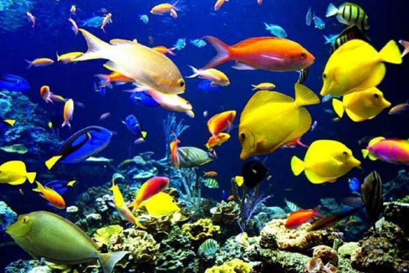 صادرات چهار نوع ماهی زینتی از آذربایجان شرقی به عراق
